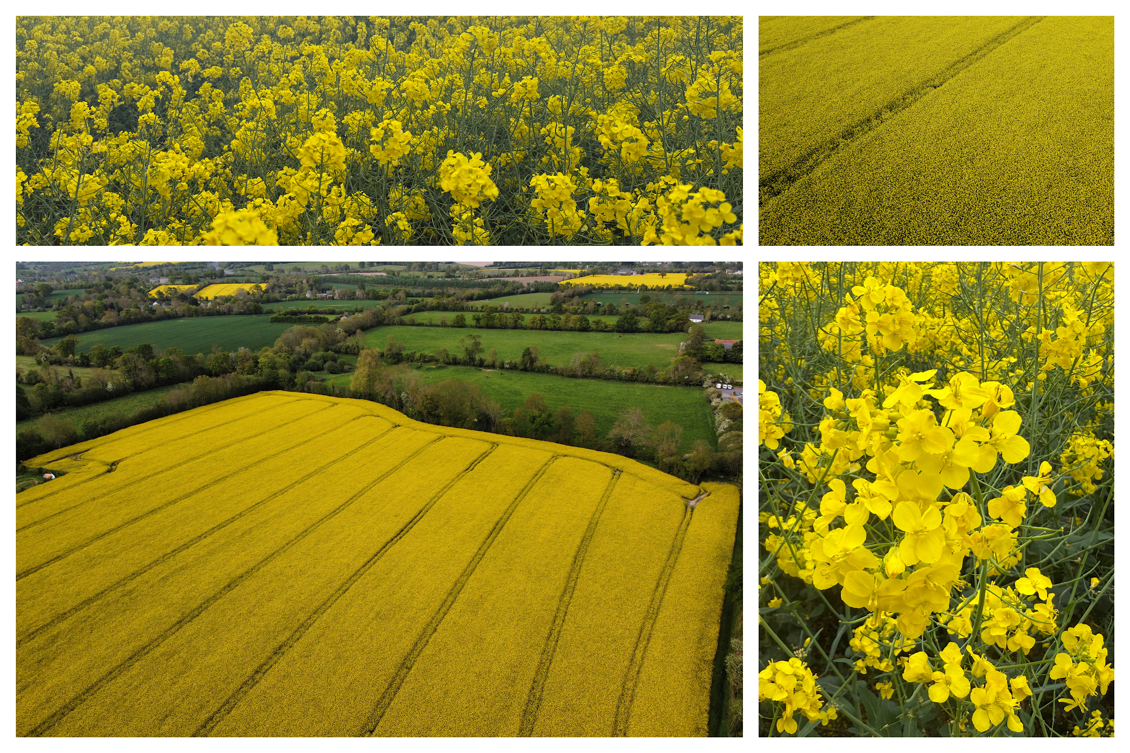 Ces champs jaunes en Normandie
